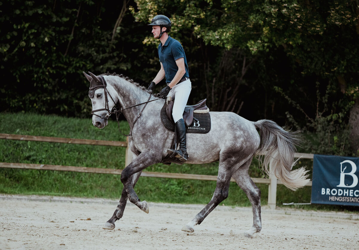 DSC 8177 scaled - Nr. 28: Hicksteads Hermes