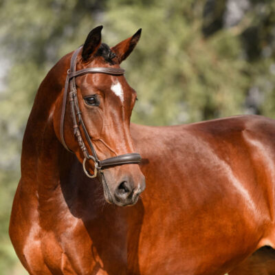 DSC 8680 Kopie 1 scaled 400x400 - Sporthorses for Sale