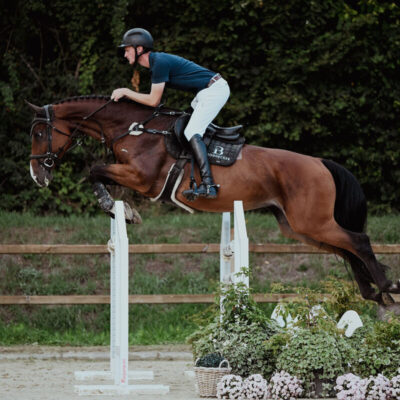 DSC 8978 scaled 400x400 - Sportpferde