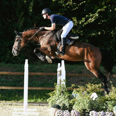 DSC 9626 1 scaled 400x400 - Sporthorses for Sale