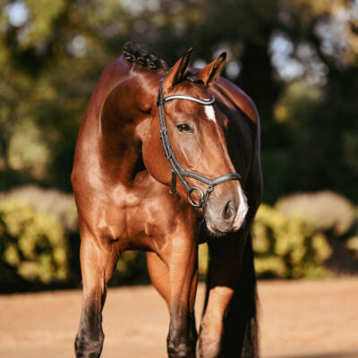 DSC 9934 Kopie 1 scaled 400x400 - Sporthorses for Sale