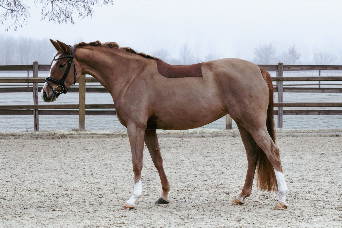 DSC 3562  scaled - Mary Fine (RP)