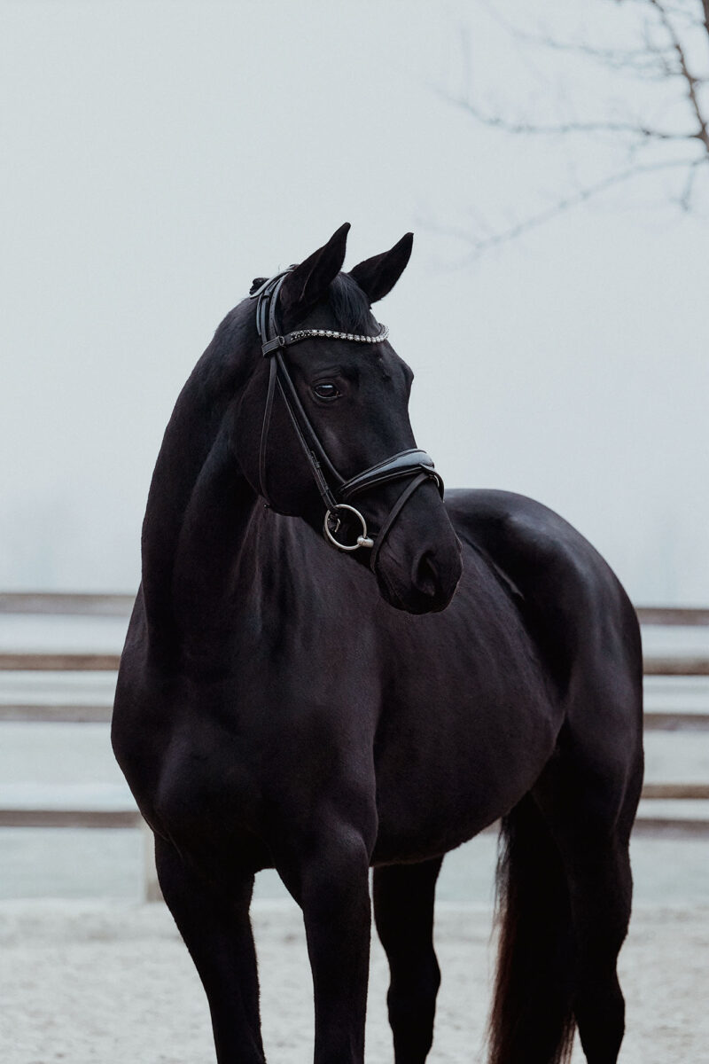 Don Valentino DSC 3734 scaled - Don Valentino