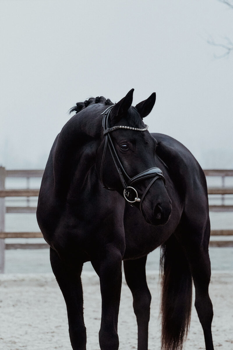 Don Valentino DSC 3743 scaled - Don Valentino