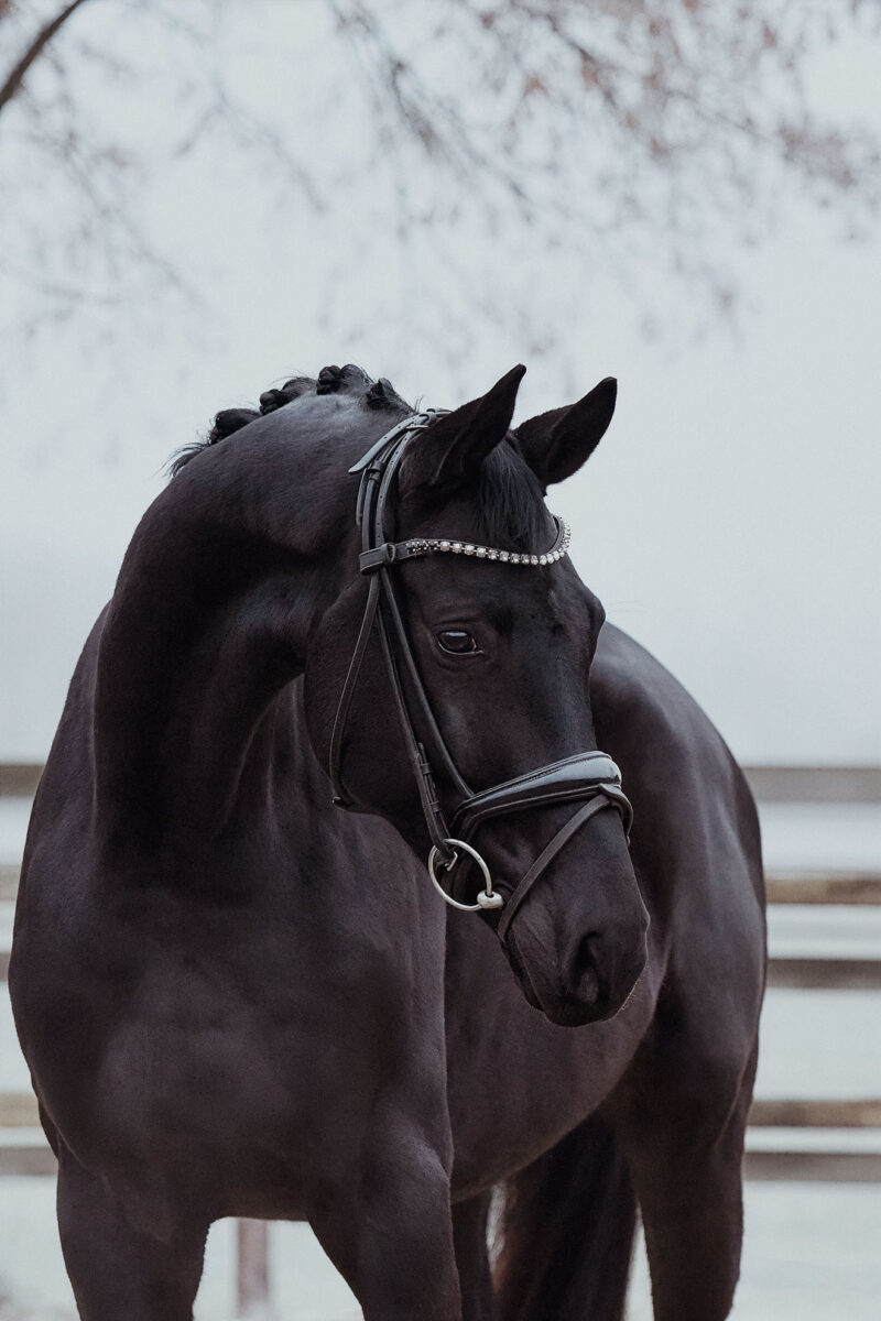 Don Valentino DSC 3763 scaled - Don Valentino