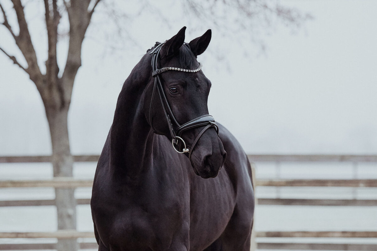 Don Valentino DSC 3766 scaled - Don Valentino