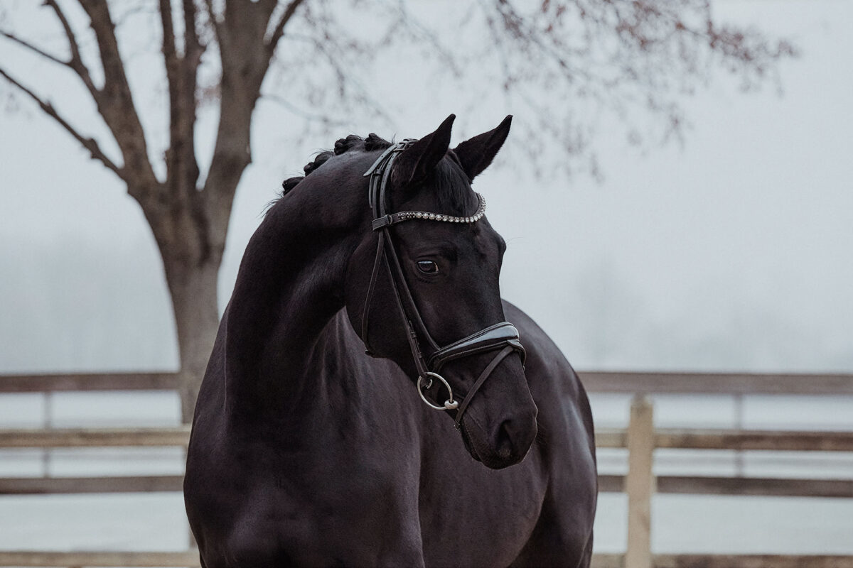 Don Valentino DSC 3770 scaled - Don Valentino