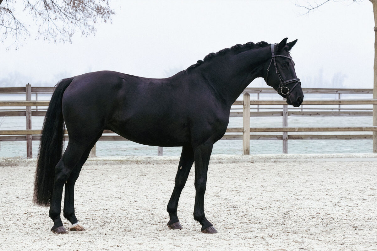 Fiderio DSC 3786 scaled - Fiderio