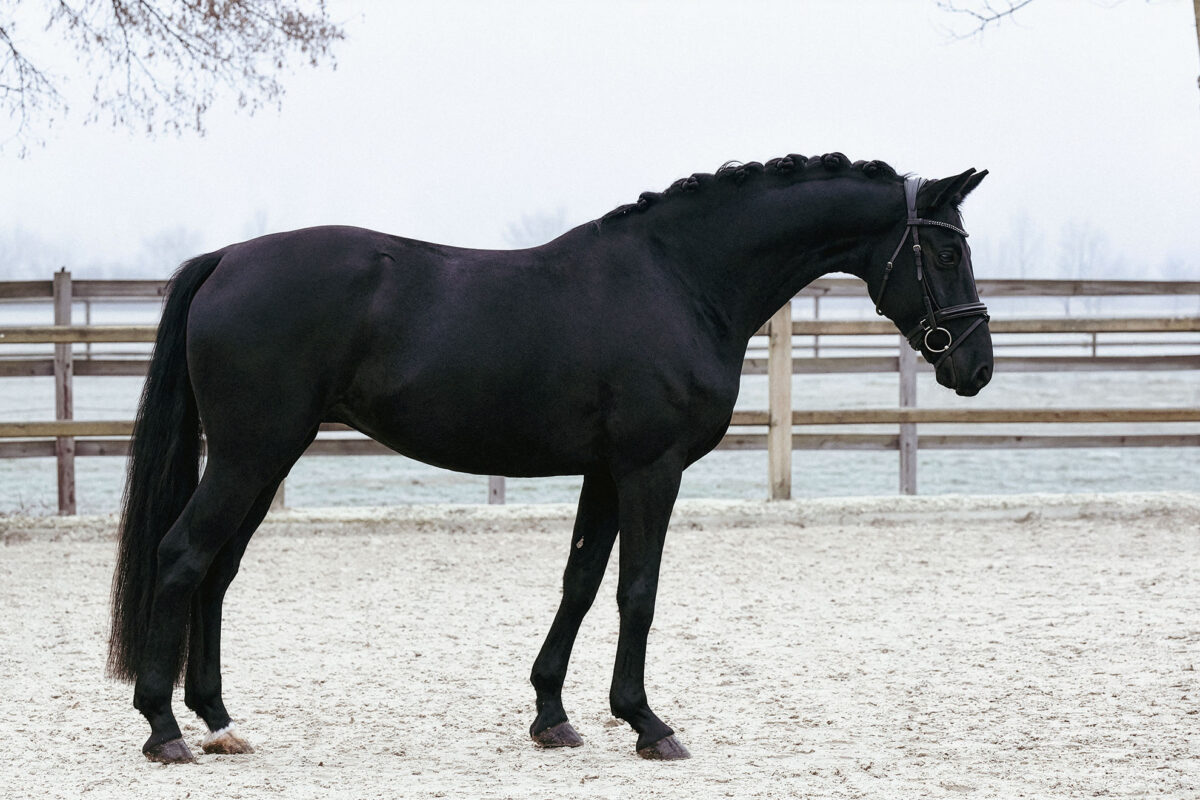 Fiderio DSC 3792 scaled - Fiderio