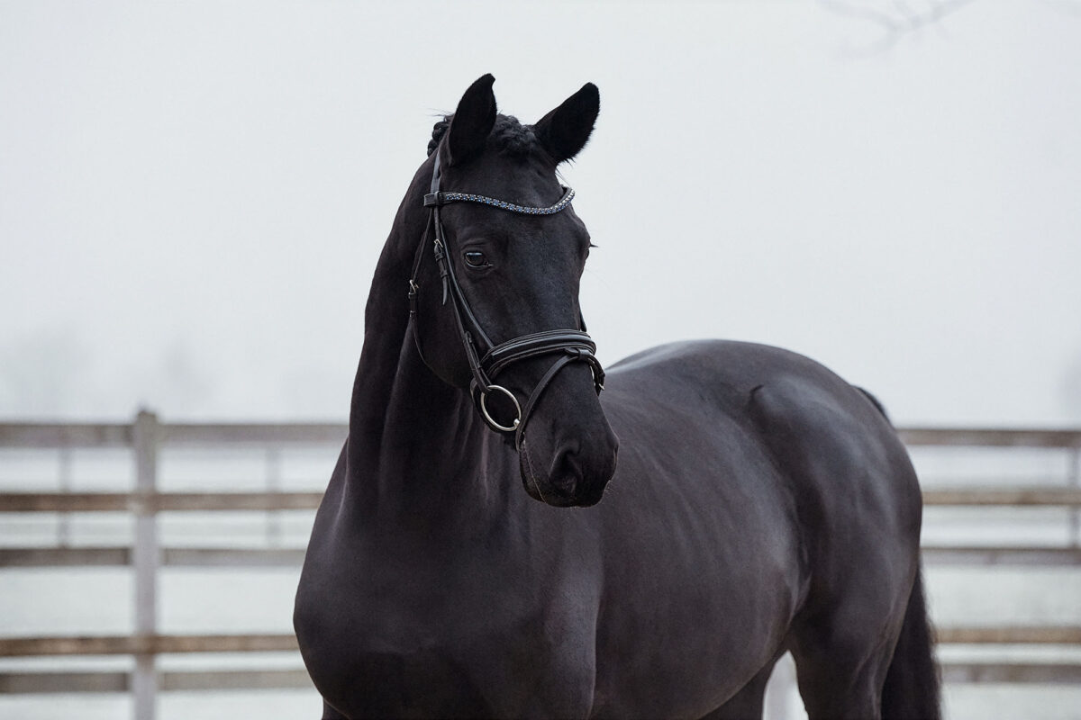 Fiderio DSC 3859 scaled - Fiderio