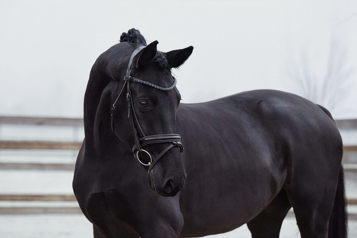 Fiderio DSC 3867 scaled - Fiderio