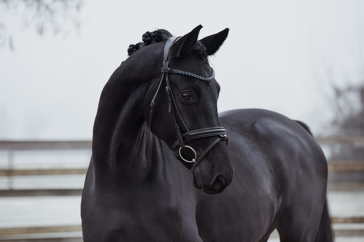 Fiderio DSC 3887 scaled - Fiderio