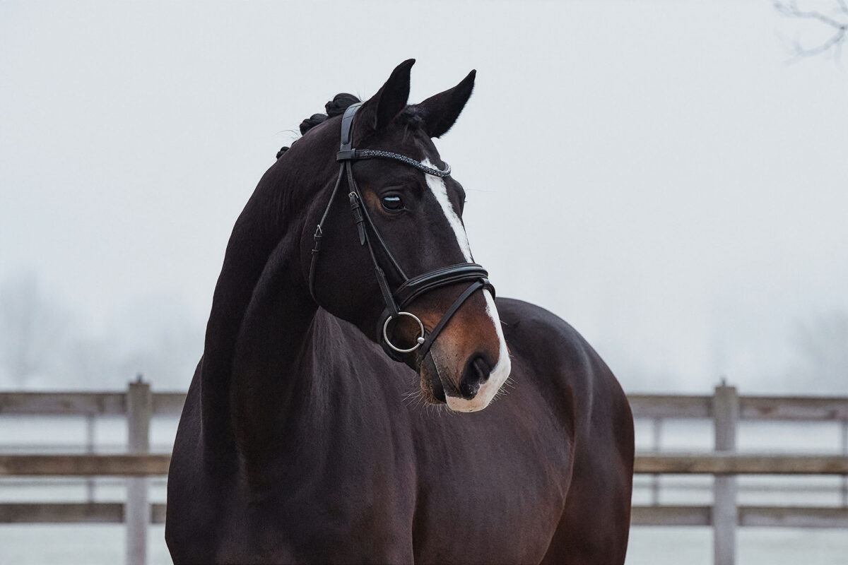 DSC 4163  scaled - Ferrero