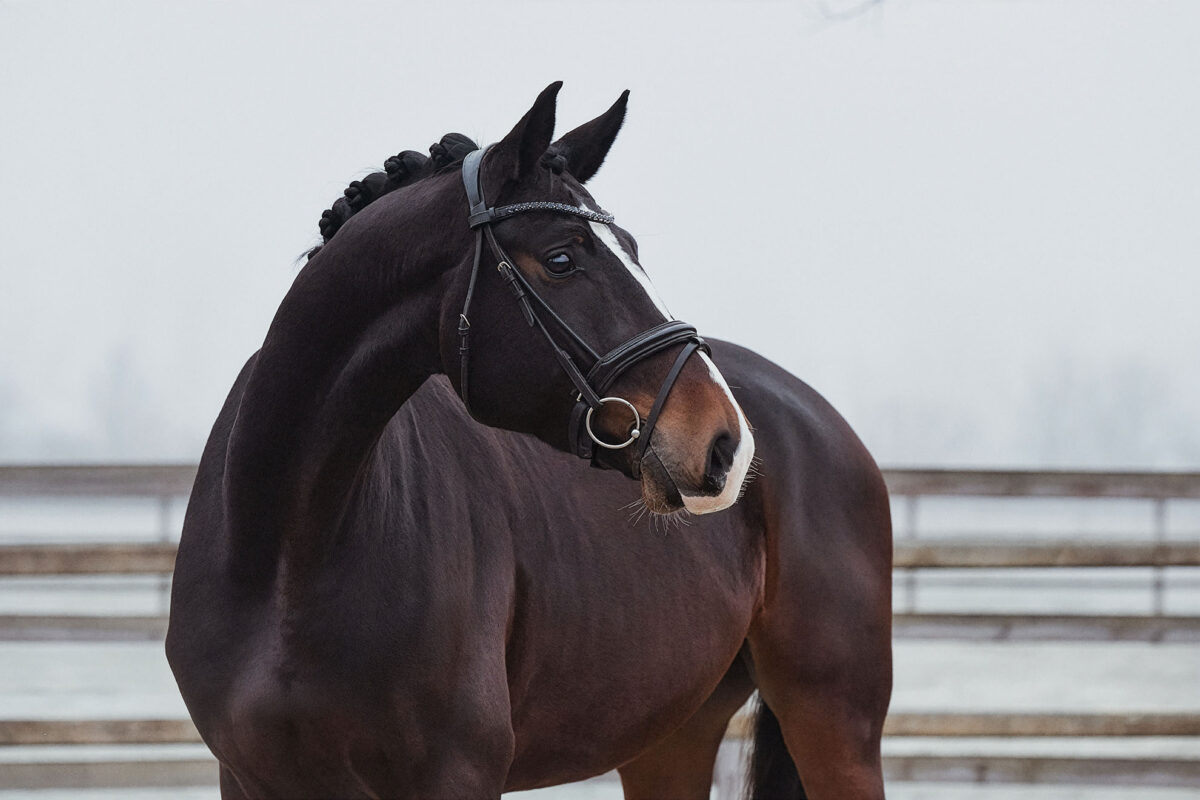 DSC 4200  scaled - Ferrero