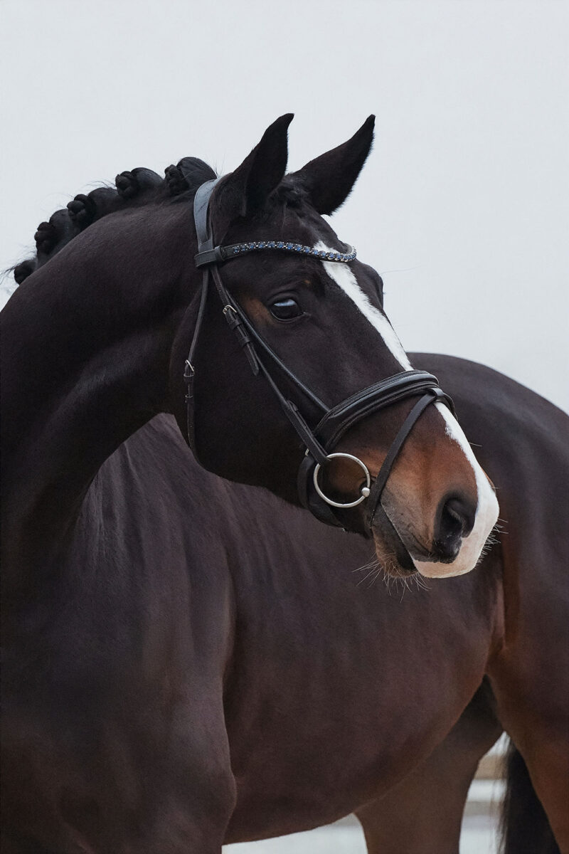 DSC 4203  scaled - Ferrero