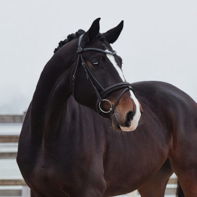 DSC 4206  Q 400x400 - Sportpferde