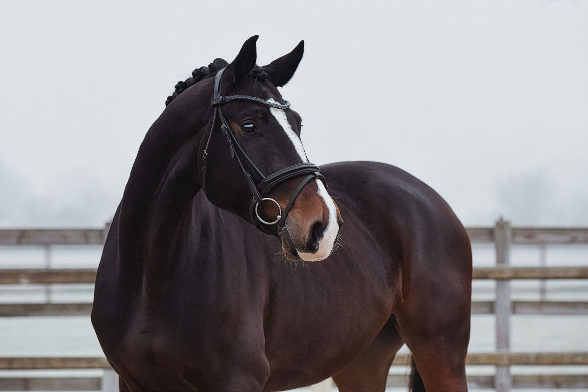 DSC 4206  scaled - Ferrero