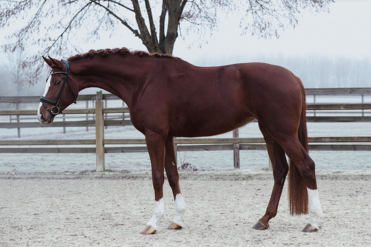 DSC 4377  scaled - For Dorle