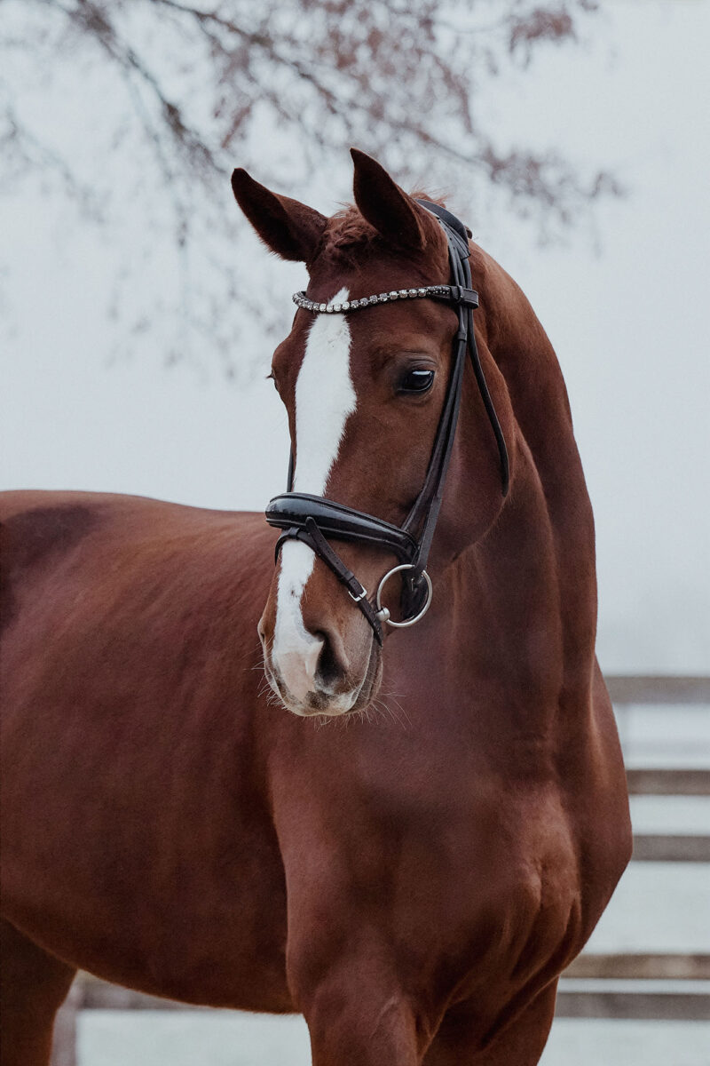 DSC 4399  scaled - For Dorle