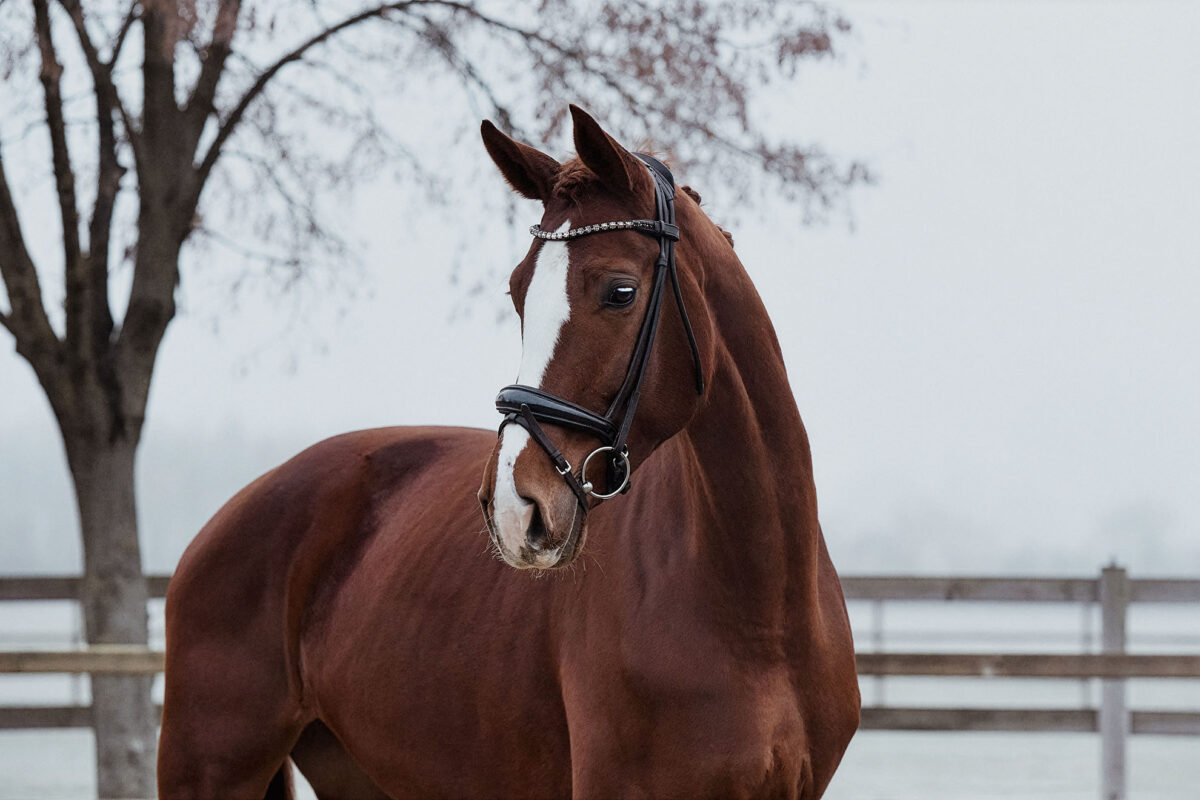 DSC 4404 scaled - For Dorle