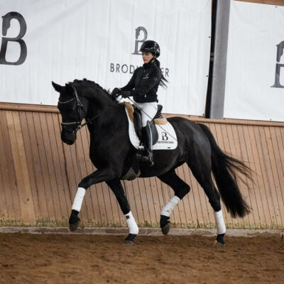 DSC 4593  scaled 400x400 - Sportpferde