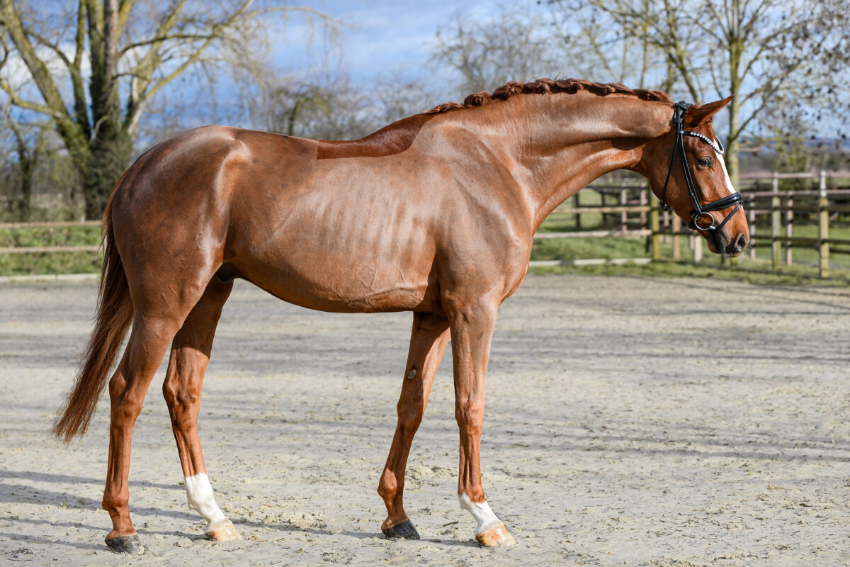 DSC 4892  scaled - Imperio