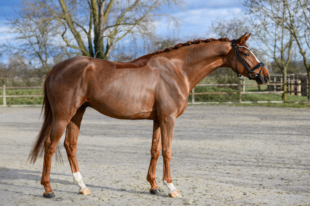 DSC 4990  scaled - Imperio