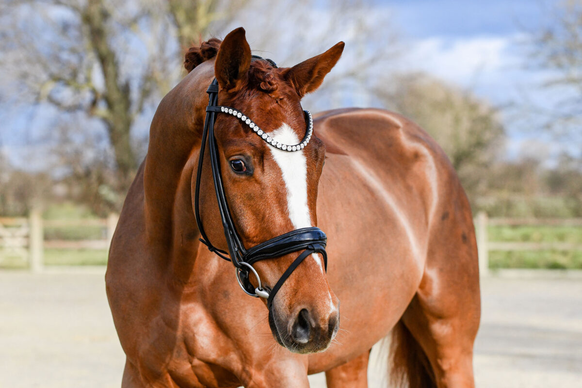 DSC 5080  scaled - Imperio