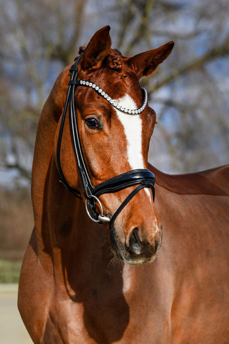 DSC 5134  scaled - Imperio