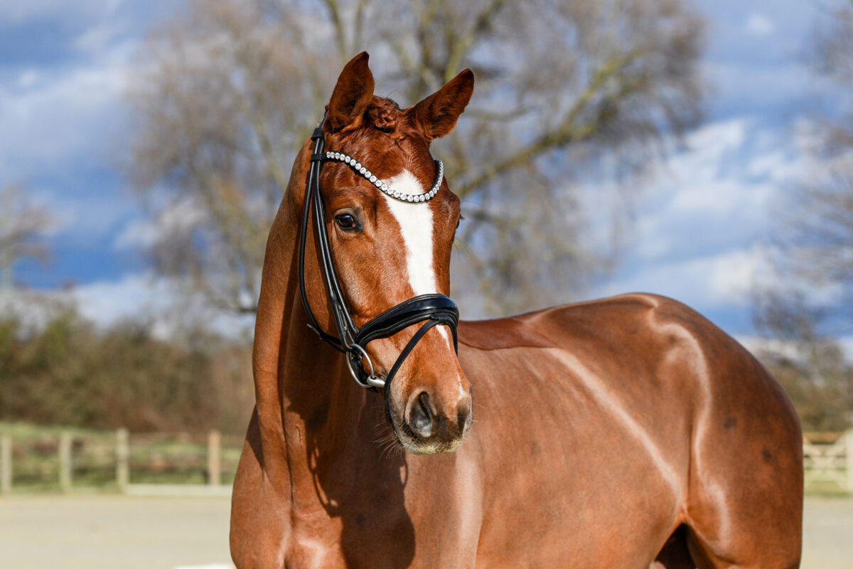 DSC 5149  scaled - Imperio