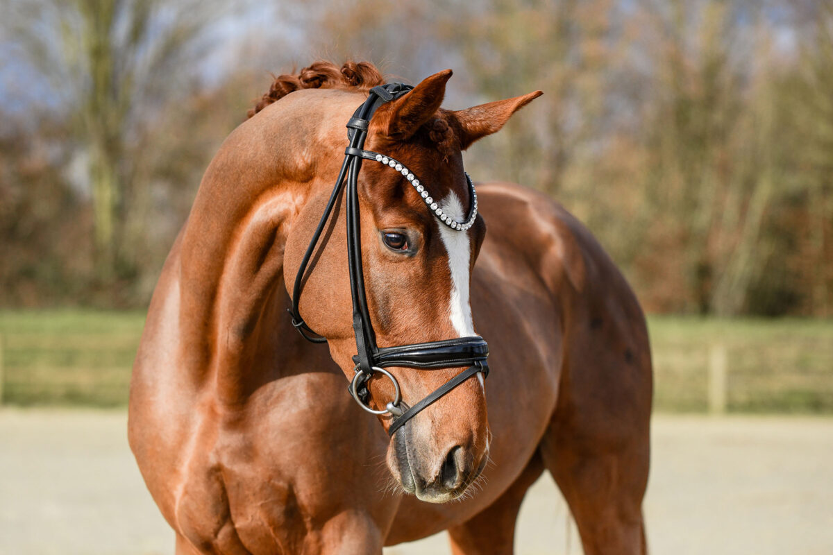 DSC 5187  scaled - Imperio