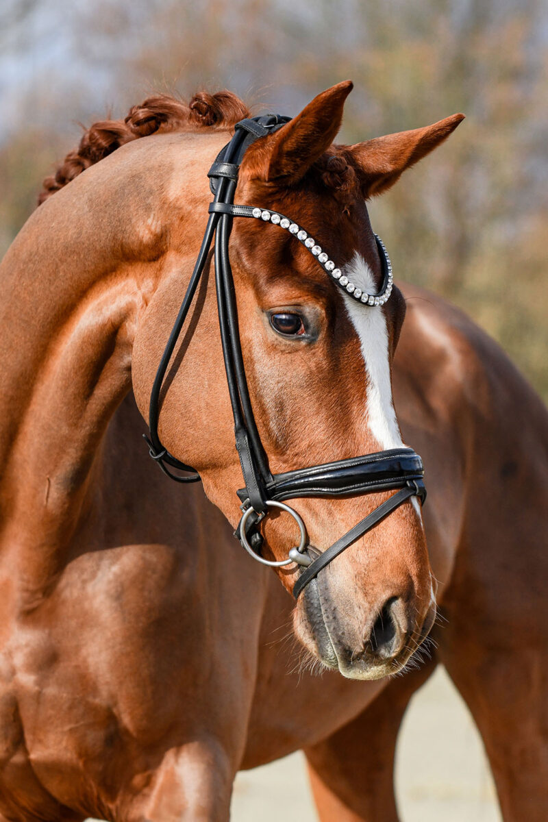 DSC 5188  scaled - Imperio