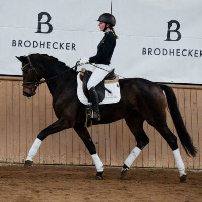 DSC 5229  scaled e1769856524790 400x400 - Sportpferde