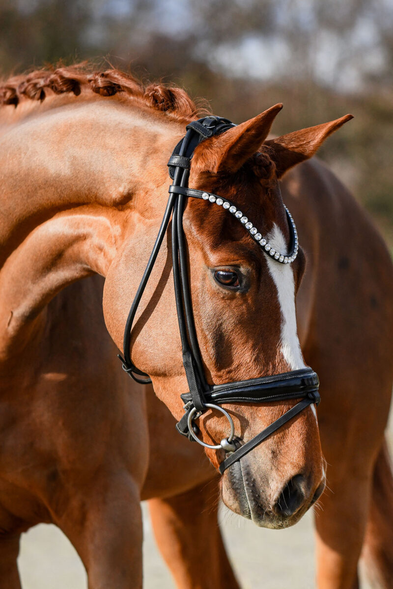 DSC 5258  scaled - Imperio