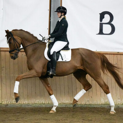 Sportpferde DSC 6115 scaled 400x400 - Sportpferde