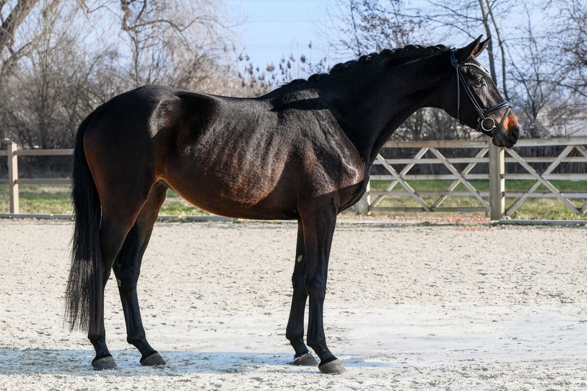 DSC 6135  scaled - Fleur d'Amour