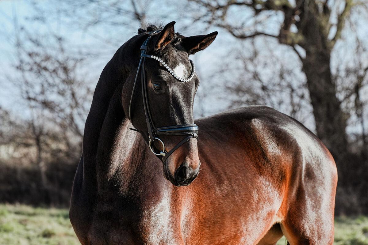 DSC 6232  scaled - Fleur d'Amour