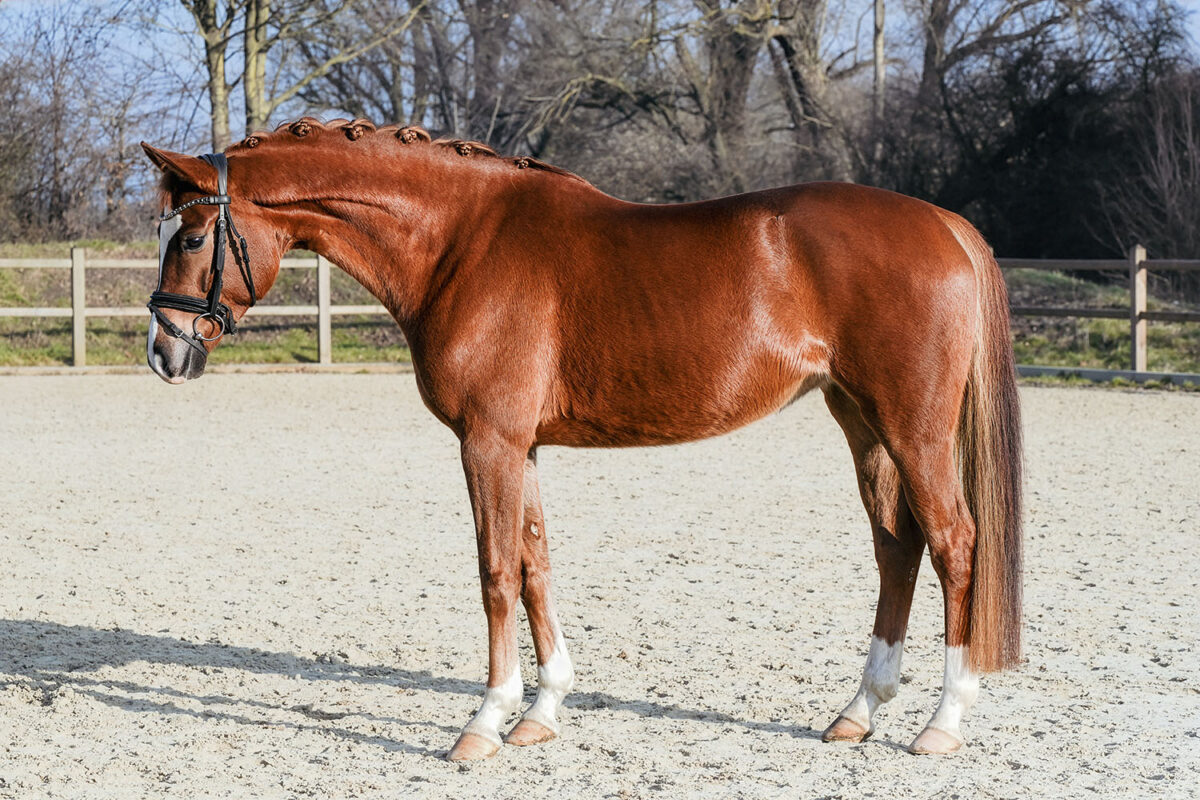 DSC 6317  scaled - Frederike