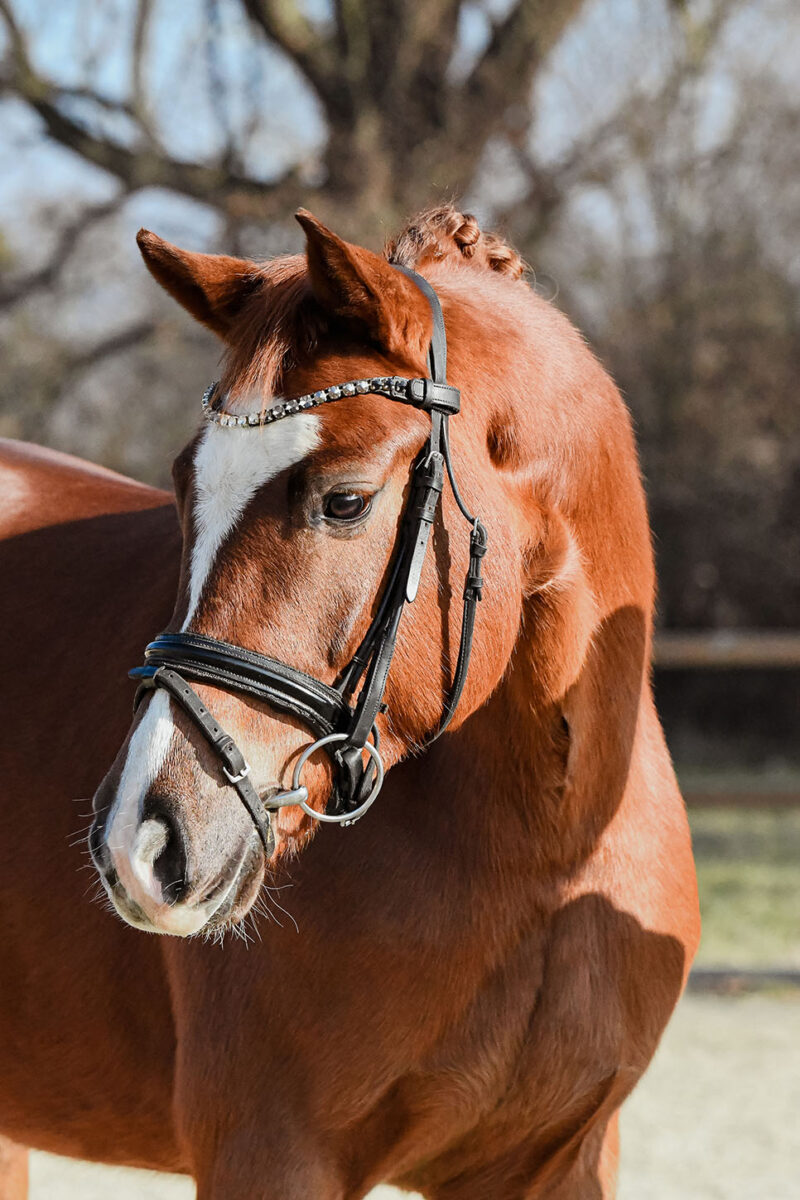 DSC 6327  scaled - Frederike