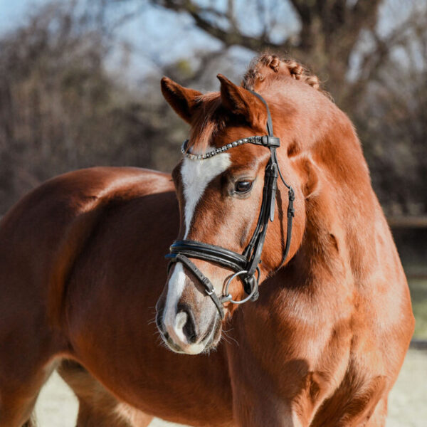 DSC 6343  scaled 600x600 - Home