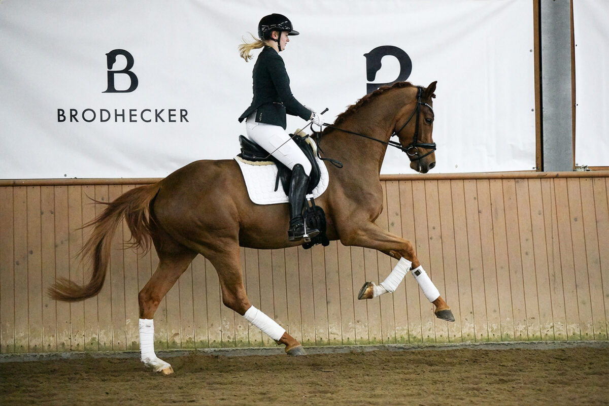 DSC 6423  scaled - Imperio