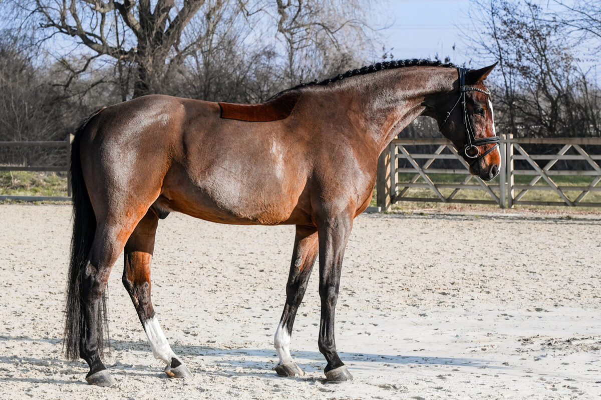 DSC 6438  scaled - Cooper