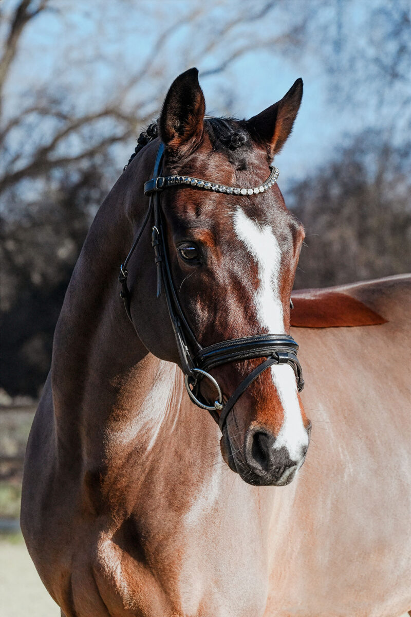 DSC 6465  scaled - Cooper