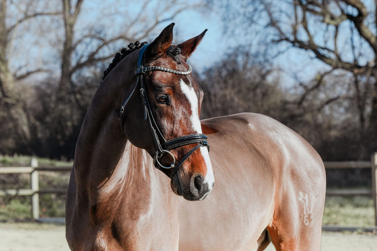 DSC 6489  scaled - Cooper