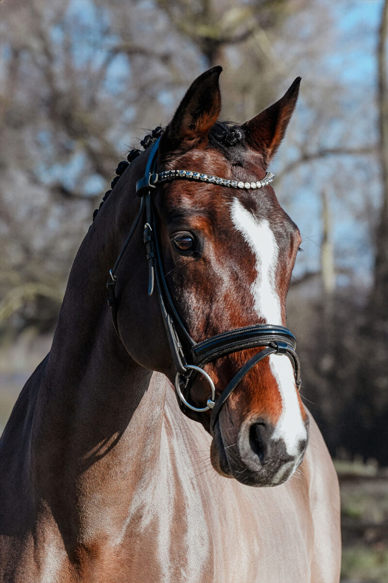 DSC 6512  scaled - Cooper