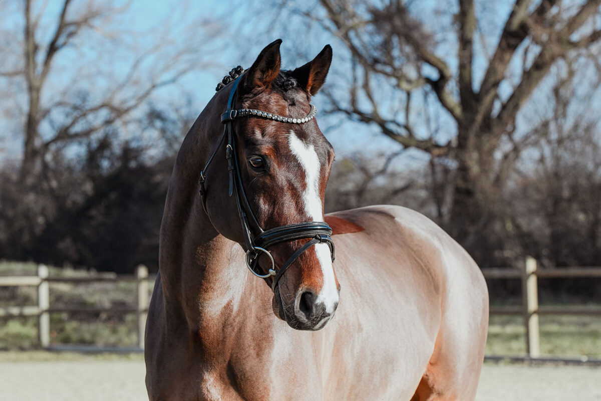 DSC 6554  scaled - Cooper