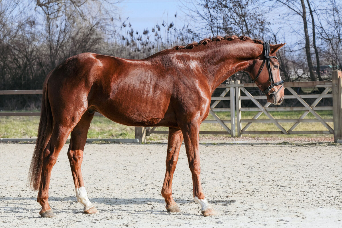 Imperio DSC 6777 scaled - Imperio