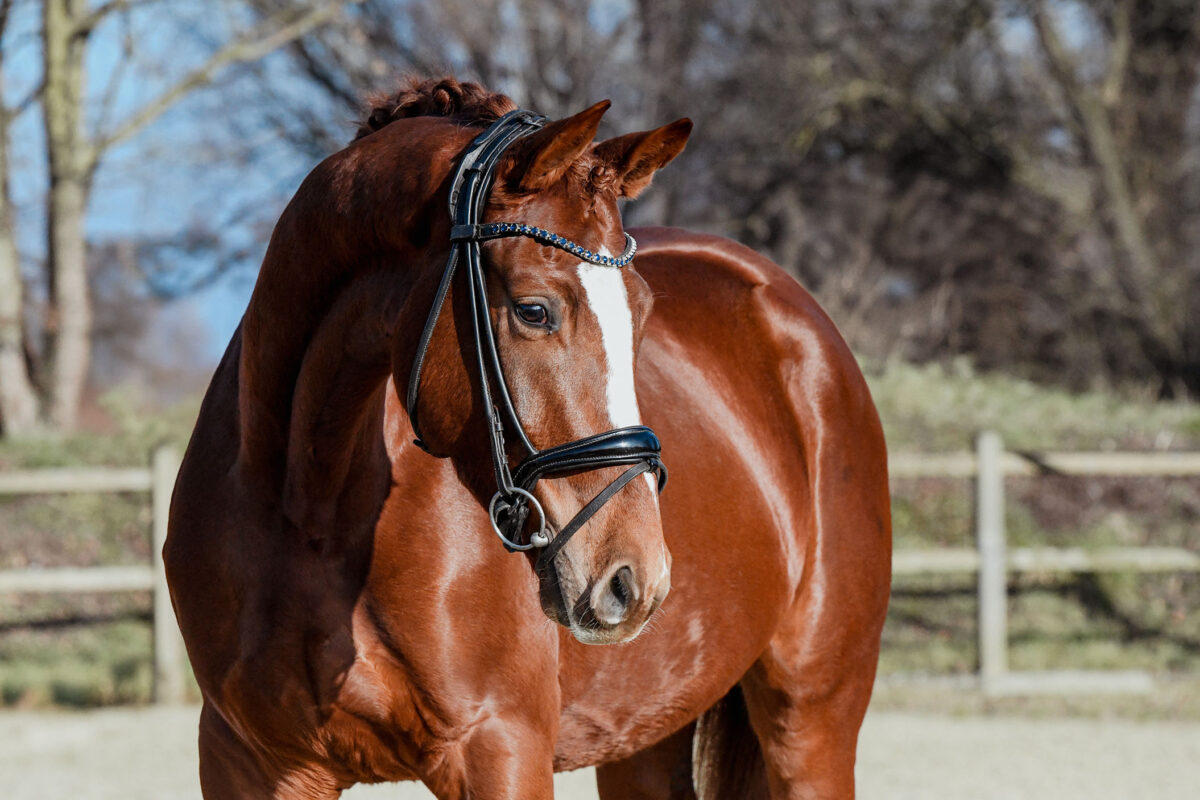 Imperio DSC 6789 scaled - Imperio