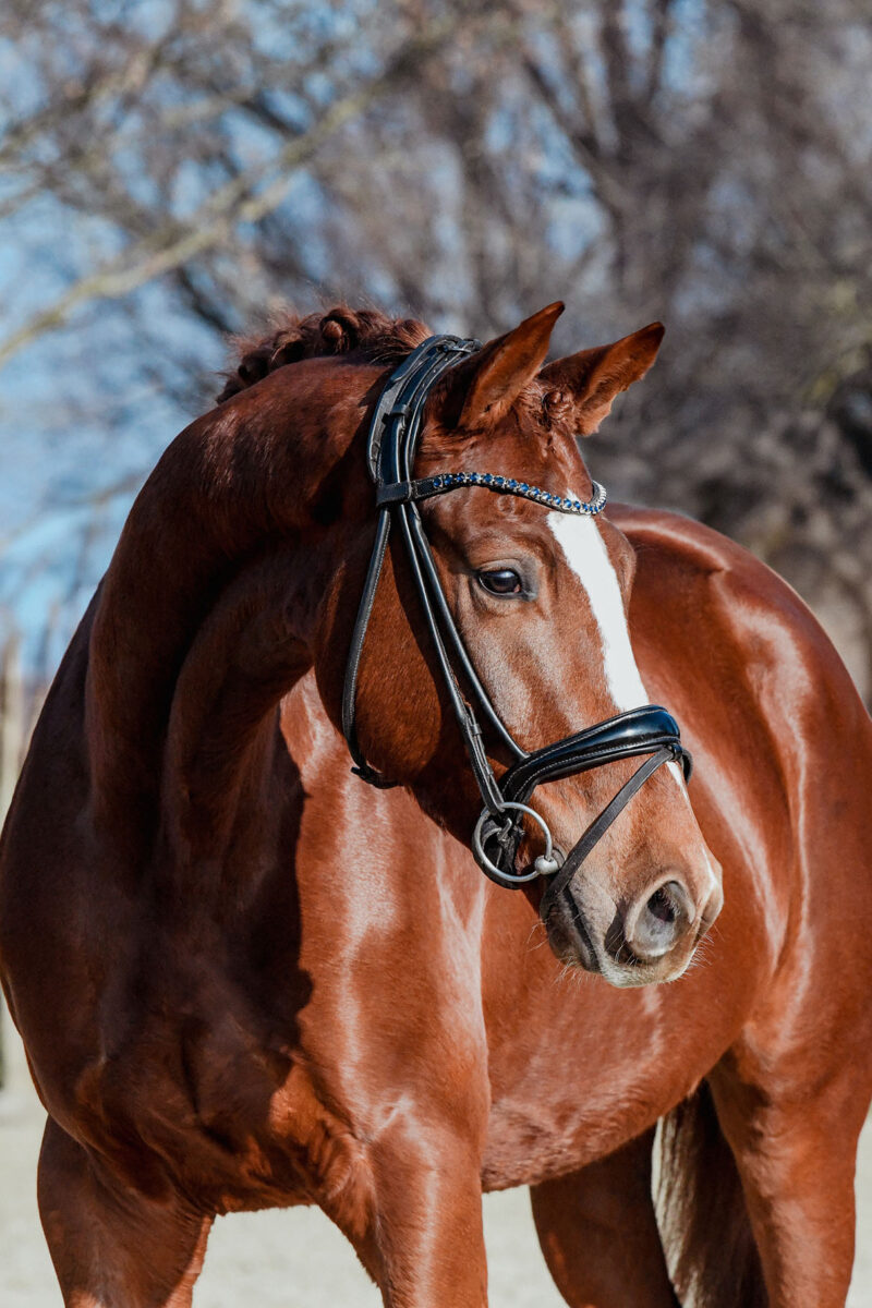 Imperio DSC 6791 scaled - Imperio