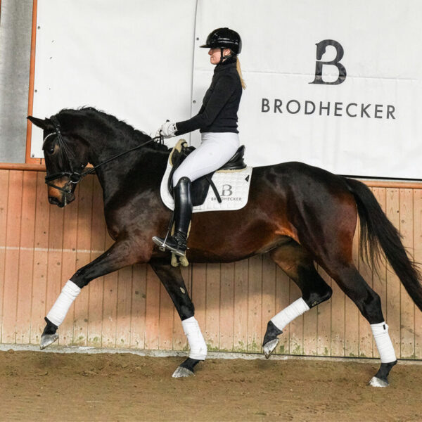 DSC 7151  scaled 600x600 - Home